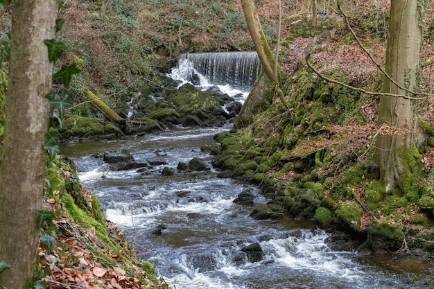 A small waterfall in the woods is surrounded by moss and trees.