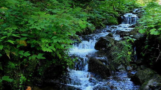 Small Waterfalls Cascade In Grass Thicket In Forest