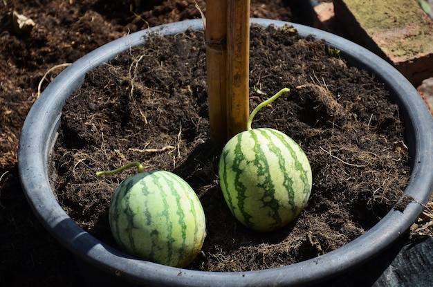 タイのバンコクで木の果物野菜を育て、ハーブ植物園芸を栽培している家の園芸のテラスの屋上にある庭の小さなスイカ