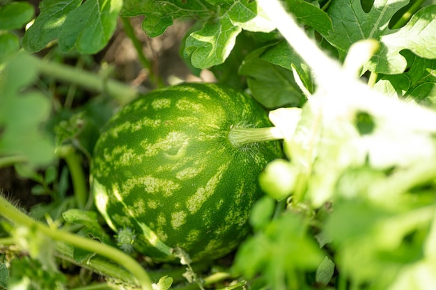 Small watermelon growing in home garden surrounded with green leaves of plants and covered in shadow in daytime in summer period Ripening process of berries