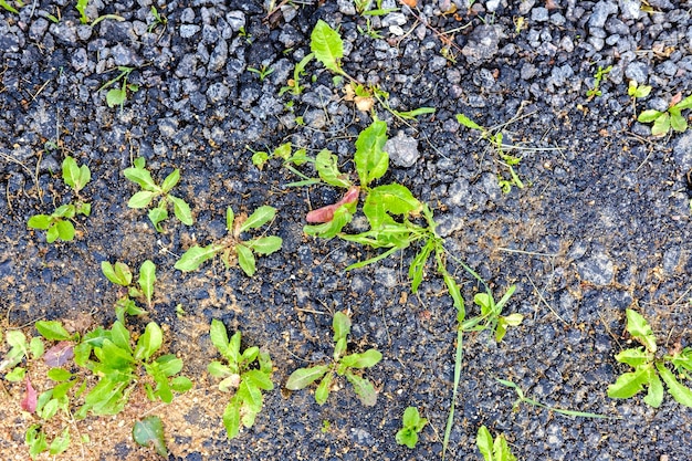 Small weeds grow among the asphalt