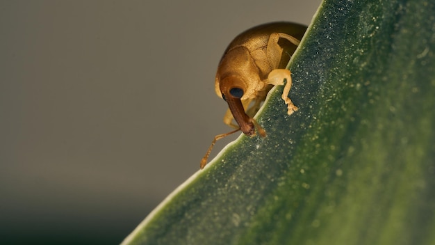 Small weevil walking on a green leaf