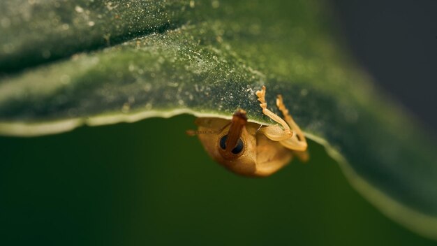 Small weevil walking on a green leaf