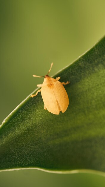 Small weevil walking on a green leaf