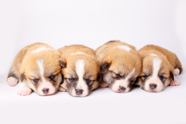 Piccoli cuccioli di gallese cembi pembroke che dormono su uno sfondo bianco