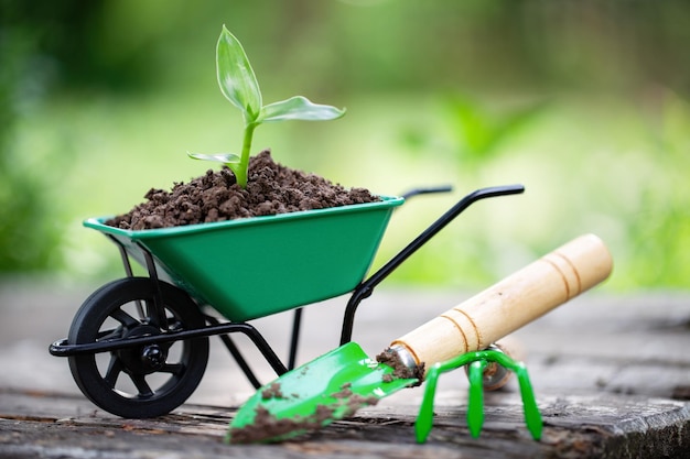 Small wheelbarrow with growing seedling in the soil Rake and shovel on wooden board in garden