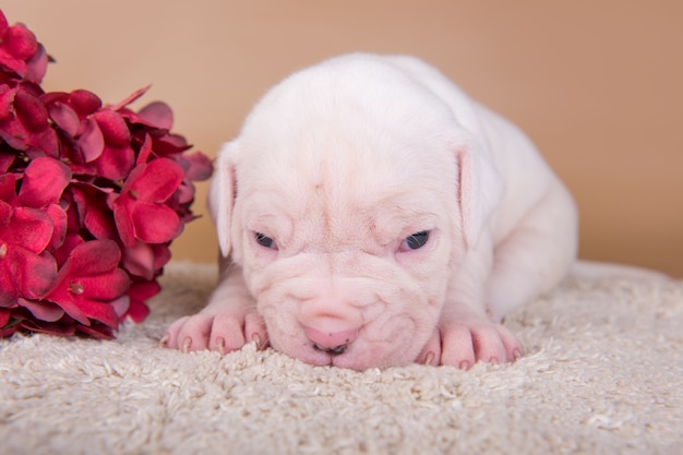 Small white American Bulldog puppy dog and flowers