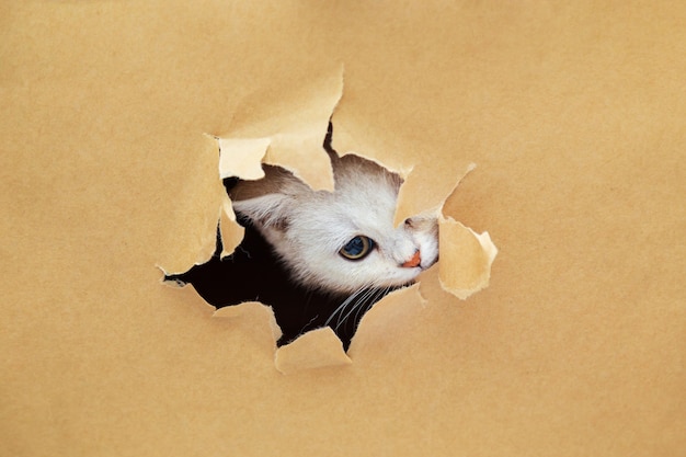 小さな白いイギリスの子猫がクラフト紙の穴から見えます。面白い好奇心旺盛なペット。スペースをコピーします。