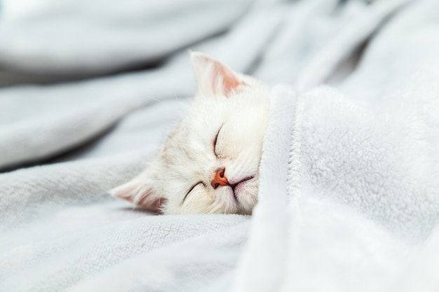 Small white British kitten sleeping on a grey blanket Funny pet Copy space