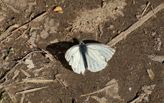 A small white butterfly sits on the ground on a sunny day in the Moscow region Russia