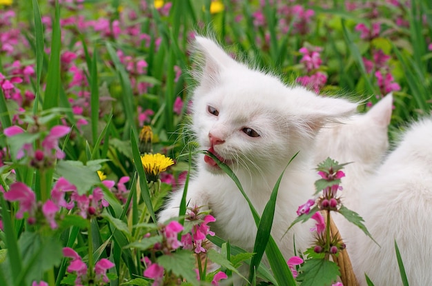 A small white cat chews grass on the background of nature