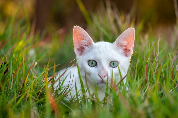 Small white cat close on grass - young pussycat