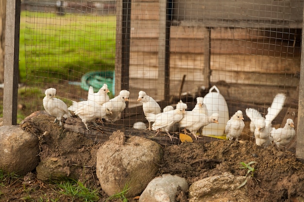 small white chickens in cage