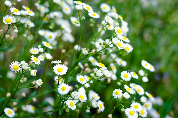 Small white daisy wildflowers