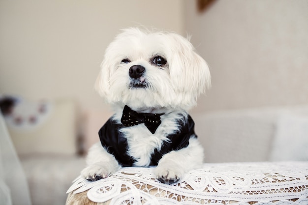 Small white dog dressed like groomsman