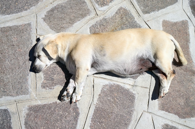 小さな白い犬が地面に横たわっています上からの眺め