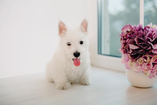 花瓶の花瓶の前に小さな白い犬が座っています。