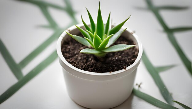 a small white flower pot with a green plant in it