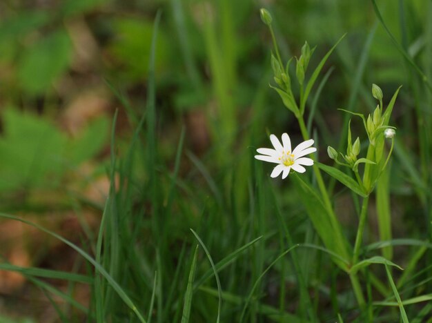 Маленький белый цветок солнечным майским утром Московская область Россия