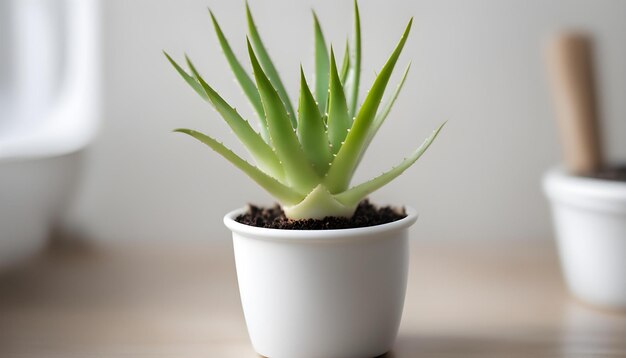 a small white flower in a white ceramic cup is sitting on a table