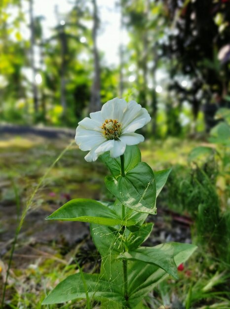 A small white flower with blurred background