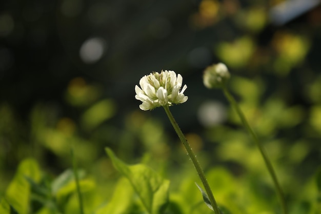 Photo small white flower with fuzzy background in green garden