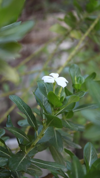 A small white flower with a green leaf