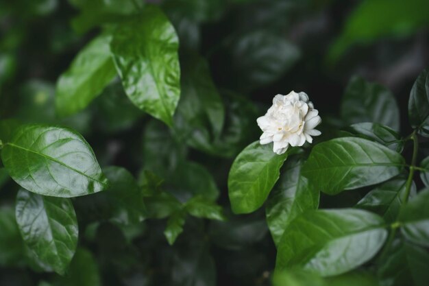 재스민이라는 단어가 있는 작은 흰색 꽃
