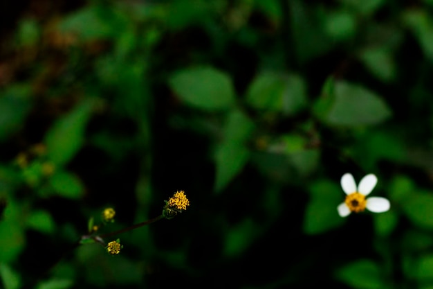 A small white flower with yellow center is in the middle of a green background.