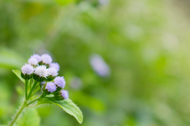 Photo small white flower