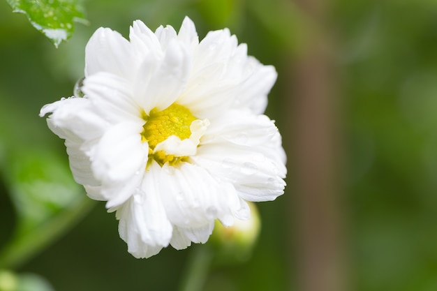 Small white flower