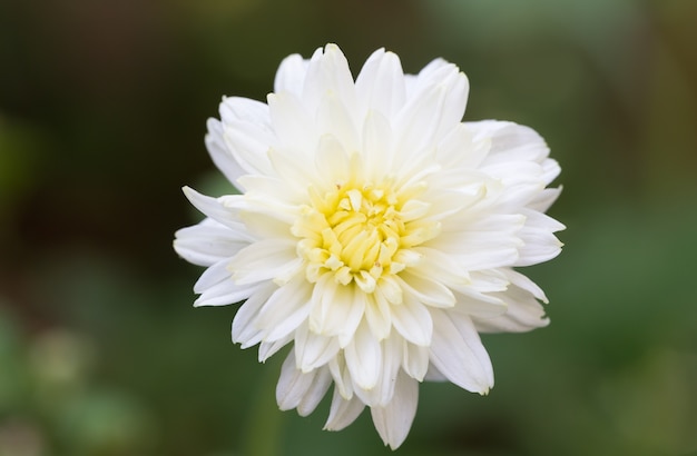 Маленький белый цветок