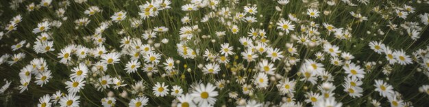 A small white flower