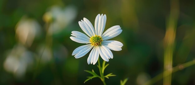 Photo small white flower