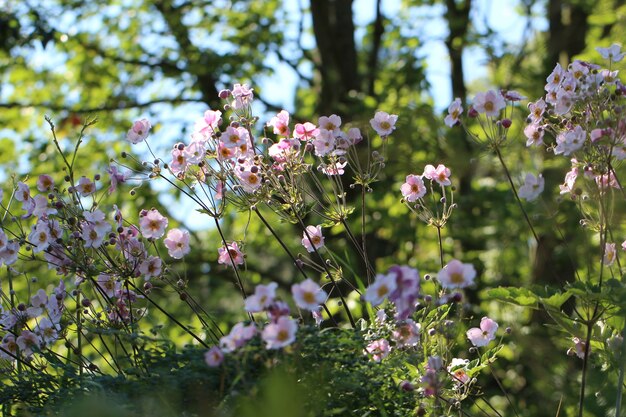 緑の公園の背景に小さな白い花