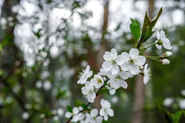 Small white flowers of bird cherry in a garden on a personal plot.