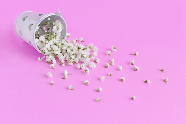 Small white flowers in a bucket  on a pink background close up