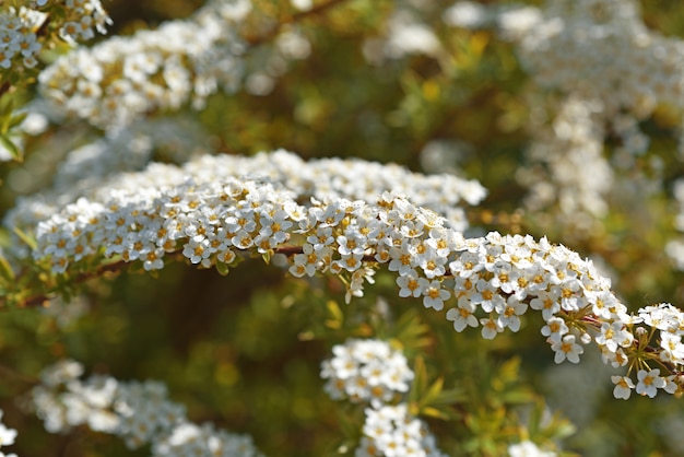 Photo small white flowers on bush.