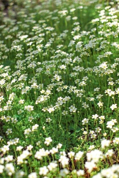 Small white flowers flowerbed. Abstract spring background.