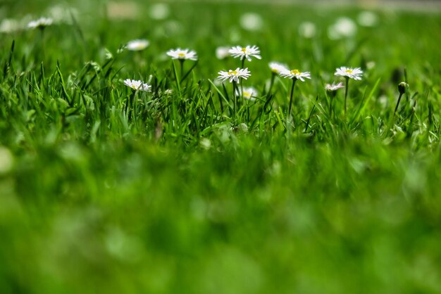 Small white flowers in grass