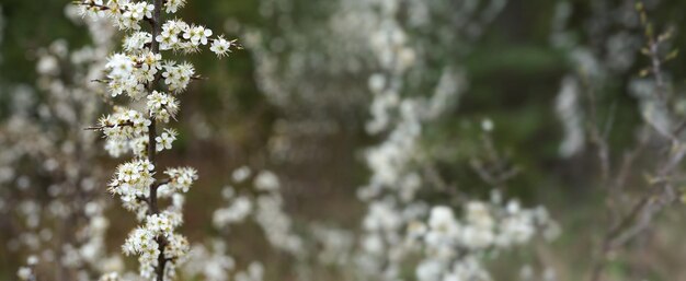 Small white flowers growing on bush in spring, shallow depth of field photo only few petals focus, space for text - blurred background - right side