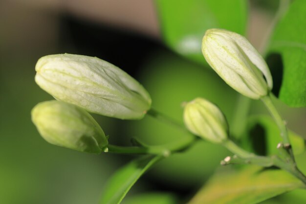 Foto piccoli fiori bianchi sull'albero