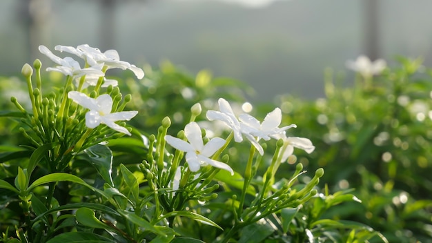 Small white flowers with green leaves