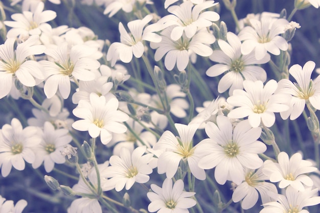 Small white flowers