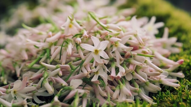 Small white flowers