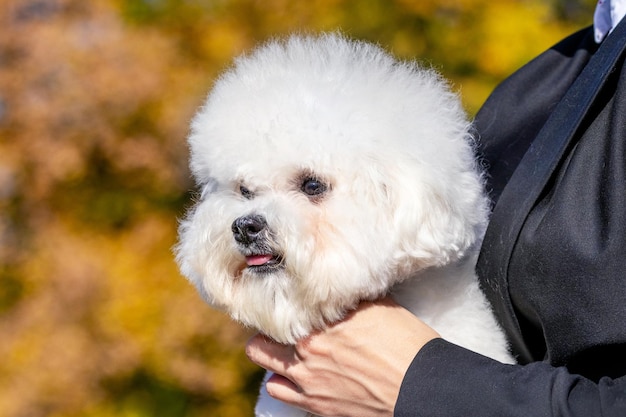 彼の腕の愛人の小さな白いふわふわの犬の品種ビションフリーゼ