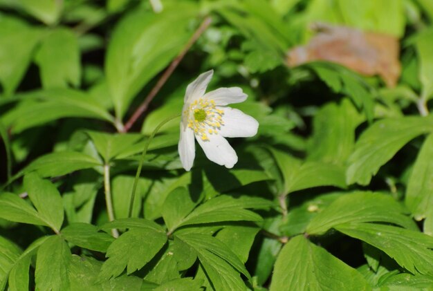 晴れた春の朝、モスクワ地方ロシアの小さな白い森の花