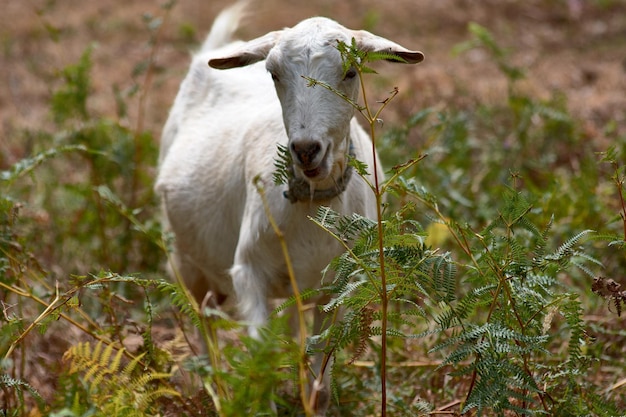 A small white goat walks alone