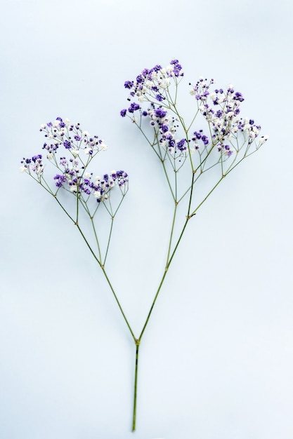 Piccoli fiori bianchi di gypsophila su sfondo blu, spazio per il testo, minimalismo