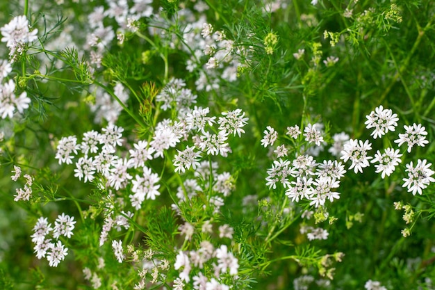 コリアンダーハーブの花の小さな白い花序自然野菜の花の背景